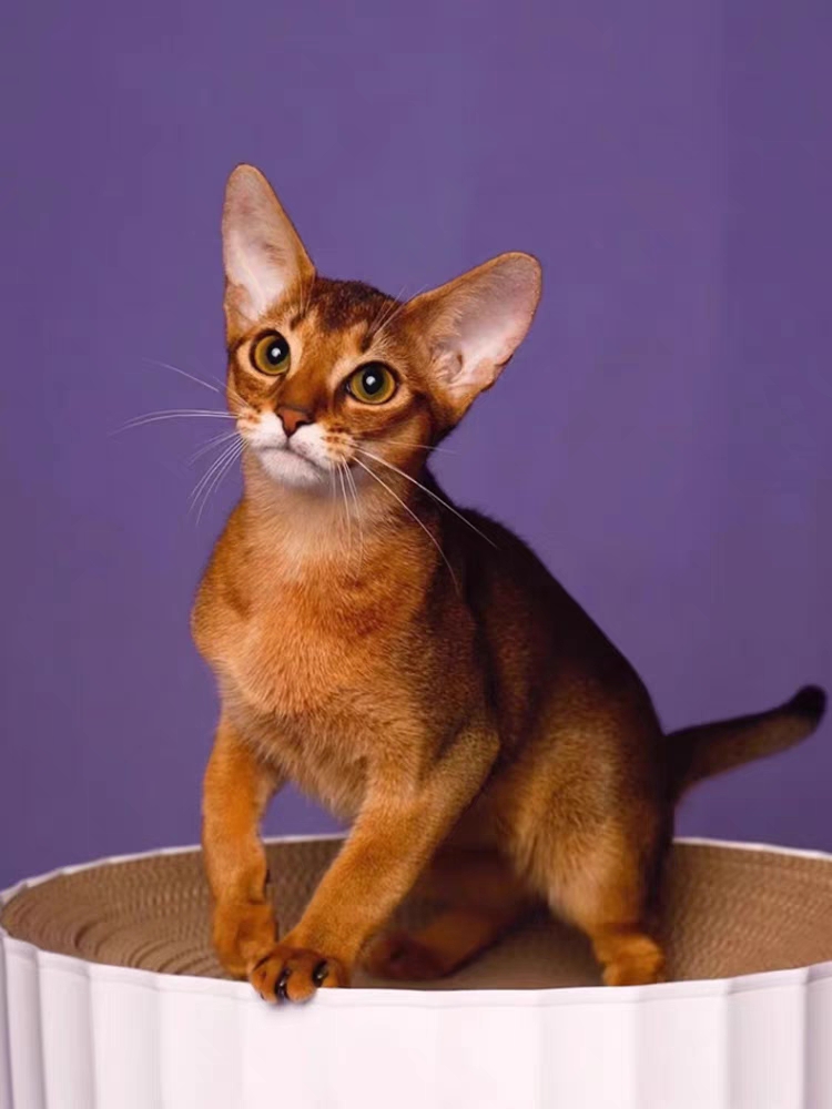 猫舍直销,批发价出售,阿比西尼亚